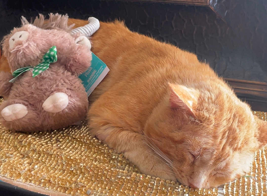 Niko joined the competition — help win amazing prizes! cat, orange_cat, sleeping, stuffed_animal, toy, feline, pet, cozy, resting, fur, whiskers, mat, textured_surface, indoor, closeup, cute, relaxed, domestic_cat, animal, companion