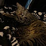 cat, tabby, sleeping, cozy, blanket, indoor, feline, resting, striped, cute, pet, animal, fur, whiskers, relaxation, closeup, comfort, domestic, warm, nap