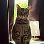 Luna is registered to the contest to win money with this photo: cat, tabby, indoor, window, lamp, table, curtains, feline, pet, sitting, light, shadow, domestic, fur, whiskers, collar, portrait, calm, cozy, home