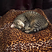 Luna is registered to the contest to win money with this photo: cat, tabby, sleeping, curled_up, blanket, leopard_print, cozy, fur, pet, indoor, resting, cute, animal, mammal, whiskers, tail, relaxation, soft, comfort, nap