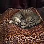 cat, tabby, sleeping, curled_up, blanket, leopard_print, cozy, fur, pet, indoor, resting, cute, animal, mammal, whiskers, tail, relaxation, soft, comfort, nap