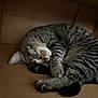 Luna joined the competition — help win amazing prizes! cat, tabby, sleeping, curled_up, box, cozy, fur, whiskers, pet, domestic_animal, indoor, resting, cute, animal, feline, relaxed, brown, striped, paw, quiet