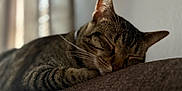 Luna joined the competition — help win amazing prizes! cat, tabby, sleeping, pet, animal, feline, whiskers, ears, closeup, soft_light, indoor, resting, cozy, blurred_background, texture, brown, fur, peaceful, nap, relaxation
