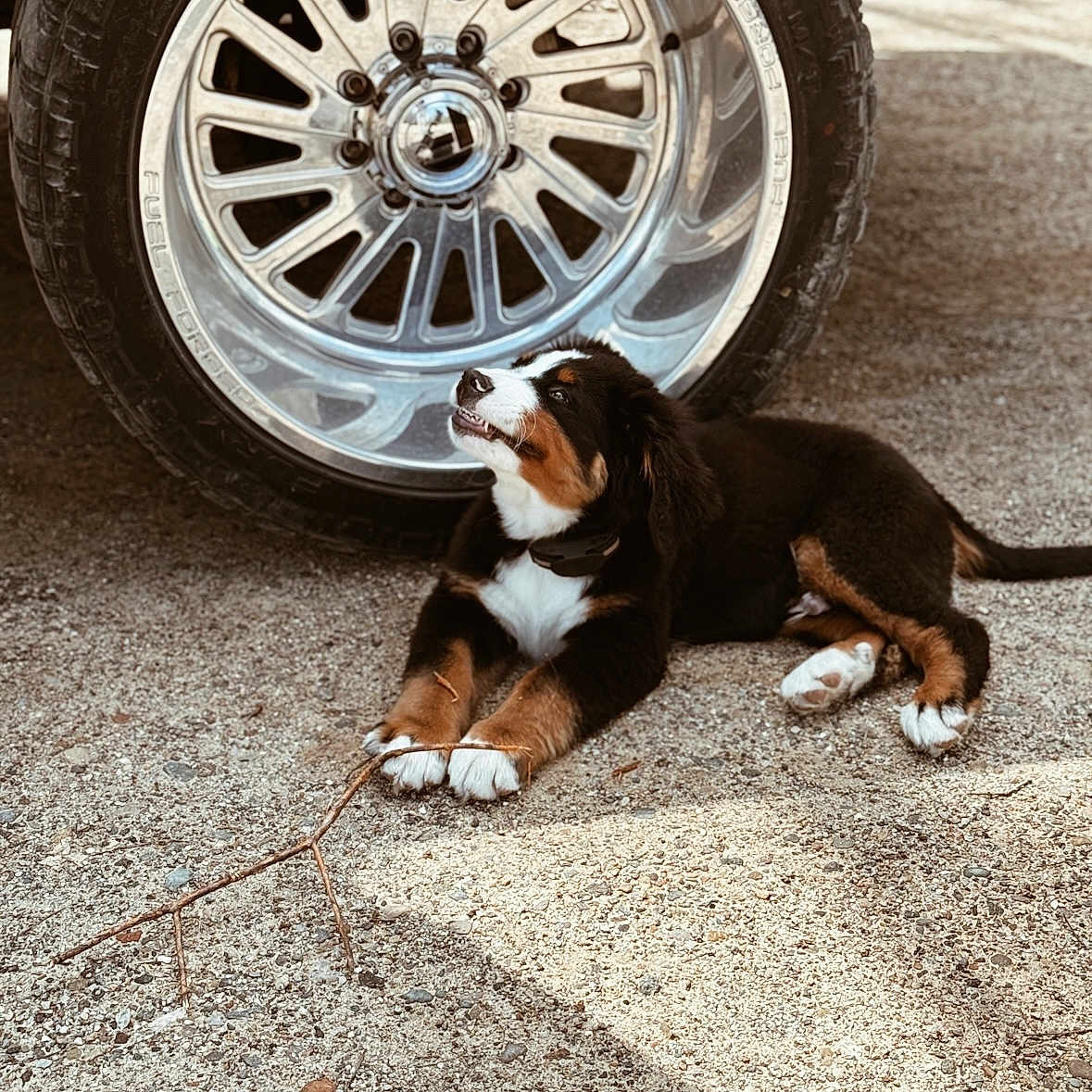 Diesel joined the competition — help win amazing prizes! alloywheel, animal, appenzeller, beagle, canine, car, carwheel, dog, gravel, hound, hubcap, machine, pet, puppy, road, spoke, tire, transportation, vehicle, wheel