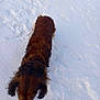 Nutty a rejoint le concours — aidez-le/la à gagner de superbes lots ! animal, animal_outdoor, brown_dog, canine, cold, daylight, dog, fur, fur_texture, long_hair, mammal, nature, outdoor, pet, snow, snowy_ground, walking, walking_dog, winter, winter_climate