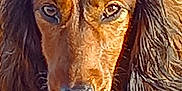 Nutty a rejoint le concours — aidez-le/la à gagner de superbes lots ! animal, brown, canine, close_up, dog, ears, expression, face, fur, harness, leash, long_hair, looking, muzzle, nature, outdoor, pet, portrait, snout, sunlight