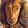 animal, brown, canine, close_up, dog, ears, expression, face, fur, harness, leash, long_hair, looking, muzzle, nature, outdoor, pet, portrait, snout, sunlight