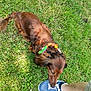 animal, brown_dog, casual, collar, daylight, dog, footwear, grass, greenery, leg, nature, outdoor, person, pet, playful, shoe, shorts, sneaker, sniffing, summer