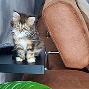 Bounty a rejoint le concours — aidez-le/la à gagner de superbes lots ! kitten, cat, furniture, couch, brown, shelf, leaf, green_leaf, indoor, pet, fluffy, small_cat, cute, animal, domestic_cat, feline, young_cat, houseplant, resting, portrait