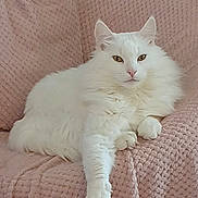 Groot participe au concours pour gagner de l'argent avec cette photo : cat, white_cat, fluffy, pet, indoors, blanket, pink_blanket, relaxed, feline, cozy, soft_texture, resting, domestic_cat, animal, cute, fur, paw, ear, nose, whiskers
