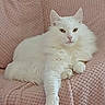cat, white_cat, fluffy, pet, indoors, blanket, pink_blanket, relaxed, feline, cozy, soft_texture, resting, domestic_cat, animal, cute, fur, paw, ear, nose, whiskers