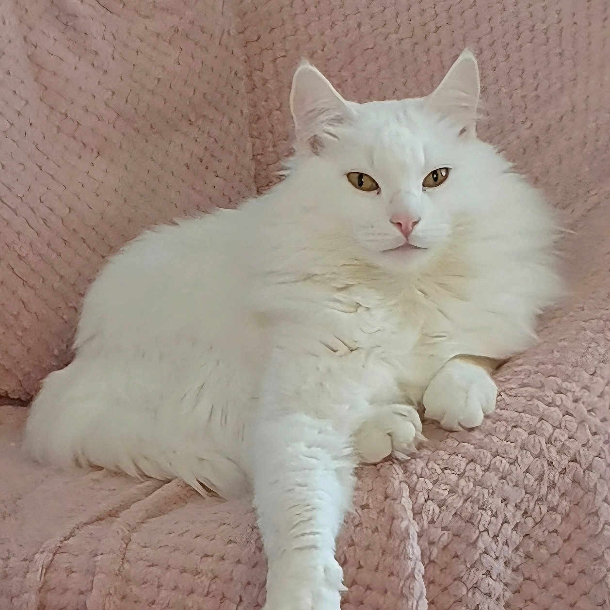 Groot participe au concours pour gagner de l'argent avec cette photo : cat, white_cat, fluffy, pet, indoors, blanket, pink_blanket, relaxed, feline, cozy, soft_texture, resting, domestic_cat, animal, cute, fur, paw, ear, nose, whiskers