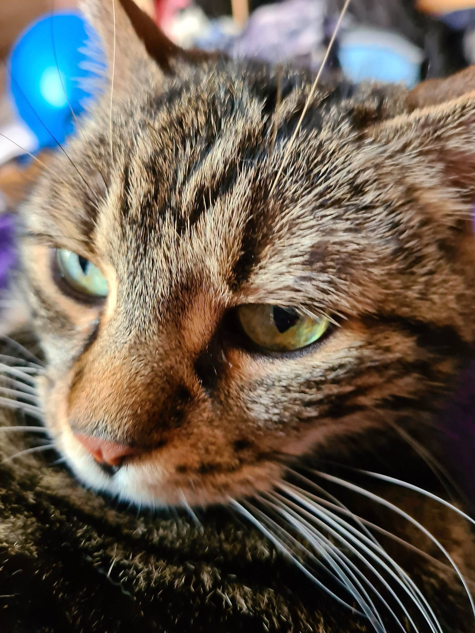 Chipie participe au concours pour gagner de l'argent avec cette photo : asian, bengal, carnivore, cat, close_up, domestic_short_haired_cat, dragon_li, european_shorthair, eye, felidae, mammal, nose, pixie_bob, small_to_medium_sized_cats, snout, tabby_cat, toyger, vertebrate, whiskers, wild_cat