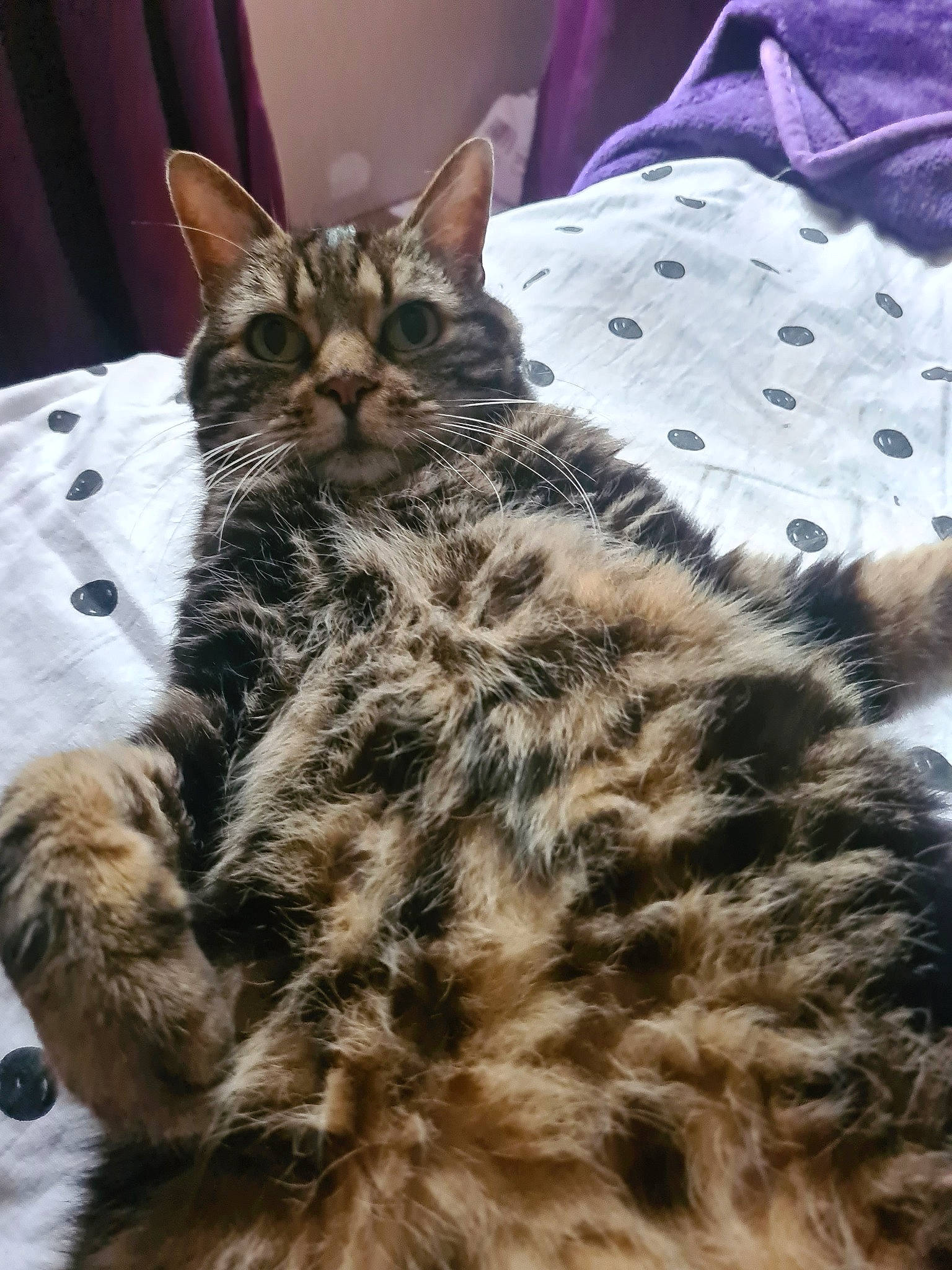 Chipie participe au concours pour gagner de l'argent avec cette photo : american_bobtail, american_shorthair, asian, california_spangled, carnivore, cat, domestic_short_haired_cat, dragon_li, european_shorthair, felidae, fur, kitten, maine_coon, mammal, pixie_bob, small_to_medium_sized_cats, tabby_cat, vertebrate, whiskers, wild_cat