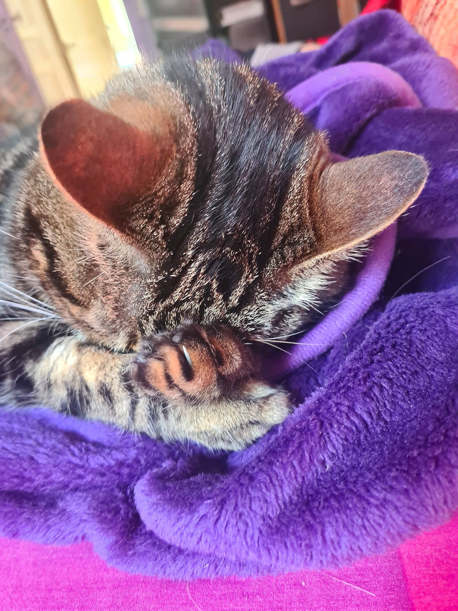 Chipie a rejoint le concours — aidez-le/la à gagner de superbes lots ! american_shorthair, asian, carnivore, cat, close_up, domestic_short_haired_cat, dragon_li, ear, egyptian_mau, european_shorthair, felidae, fur, kitten, nap, pixie_bob, sleep, small_to_medium_sized_cats, snout, tabby_cat, whiskers