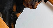 Mirko participe au concours pour gagner de l'argent avec cette photo : dog, rottweiler, pet, animal, black_and_tan, large_dog, face, eyes, nose, ears, fur, portrait, indoors, wooden_railing, wall, close_up, looking_at_camera, serious, dramatic, photography