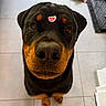 Mirko a rejoint le concours — aidez-le/la à gagner de superbes lots ! dog, rottweiler, pet, animal, portrait, close_up, black_and_tan, brown_eyes, nose, ears, paws, sitting, indoor, tile_floor, bathroom, sticker, heart, cage, cute, funny