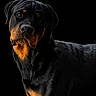 Mirko a rejoint le concours — aidez-le/la à gagner de superbes lots ! dog, rottweiler, canine, pet, animal, portrait, black_coat, brown_markings, short_hair, sitting, looking_at_camera, serious_expression, close_up, studio_lighting, black_background, dramatic_lighting, glossy_fur, guard_dog, purebred, head_and_shoulders