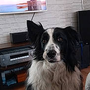 Lucky a rejoint le concours — aidez-le/la à gagner de superbes lots ! dog, border_collie, indoor, living_room, television, clock, brick_wall, furniture, floor_tiles, sitting, pet, black_and_white, fur, ears, face, home_decor, wooden_shelf, electronics, blanket, cable