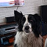 dog, border_collie, indoor, living_room, television, clock, brick_wall, furniture, floor_tiles, sitting, pet, black_and_white, fur, ears, face, home_decor, wooden_shelf, electronics, blanket, cable