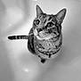 animal, bathtub, black_and_white, cat, closeup, curious, domestic_cat, ears, feline, fur, indoor, looking_up, pet, portrait, sitting, stripes, tabby_cat, tail, whiskers, wide_eyes