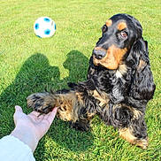Roxy a rejoint le concours — aidez-le/la à gagner de superbes lots ! dog, grass, outdoor, paw, hand, ball, black, tan, wavy_fur, pet, friendly, animal, field, sunlight, playing, cocker_spaniel, interaction, nature, cute, fur