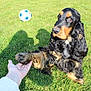 dog, grass, outdoor, paw, hand, ball, black, tan, wavy_fur, pet, friendly, animal, field, sunlight, playing, cocker_spaniel, interaction, nature, cute, fur