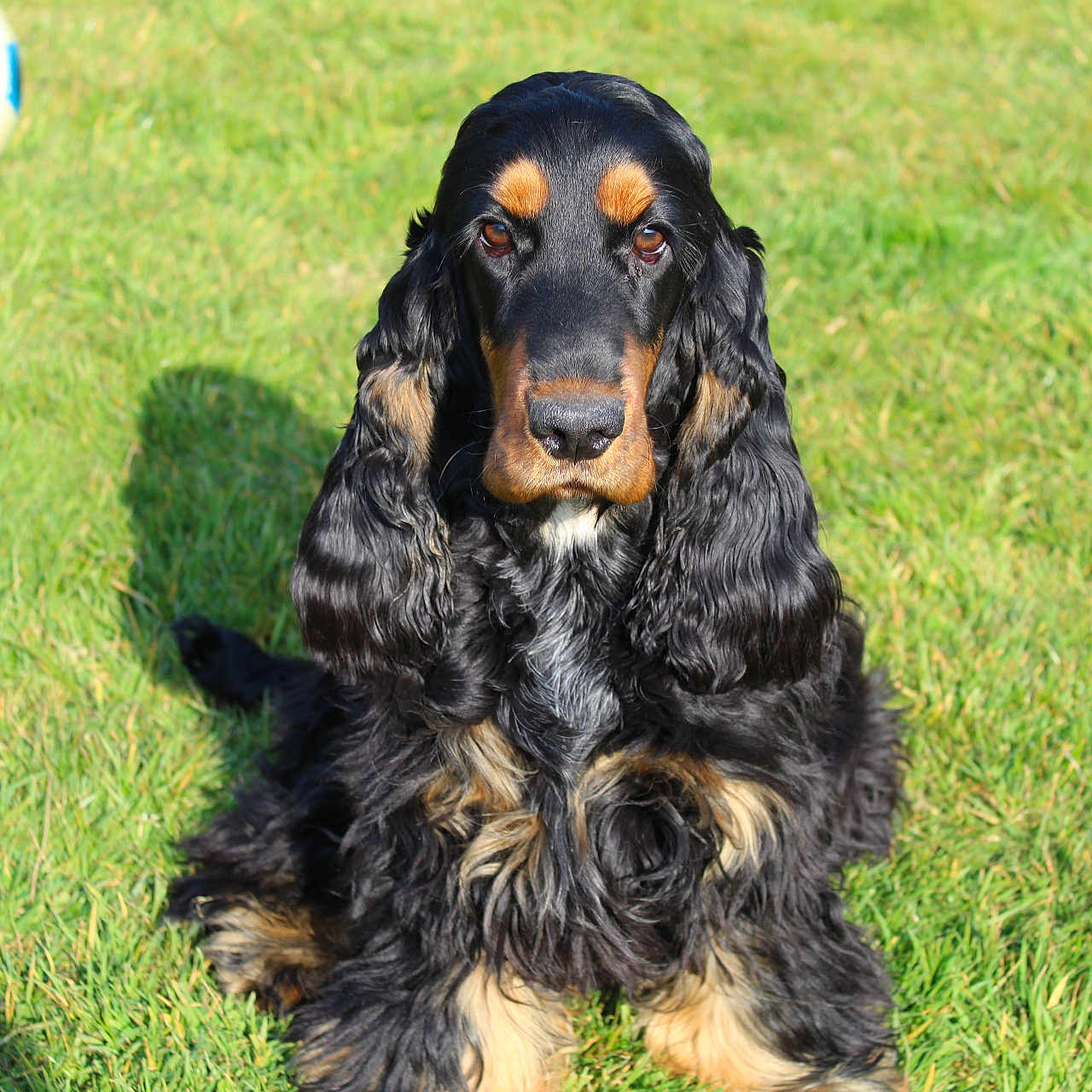 Roxy participe au concours pour gagner de l'argent avec cette photo : alert, animal, black_and_tan, canine, closeup, dog, fur_texture, grass, long_fur, nature, outdoor, pet, play, portrait, shadow, sitting, soccer_ball, summer, sunlight, wavy_fur