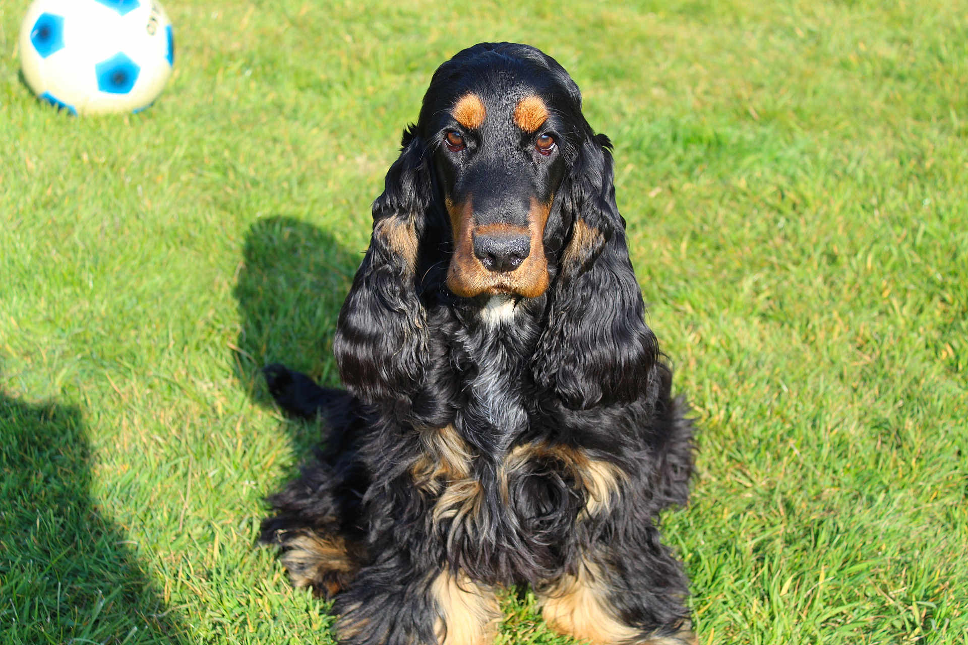 Roxy participe au concours pour gagner de l'argent avec cette photo : dog, black_and_tan, long_fur, wavy_fur, sitting, grass, outdoor, sunlight, shadow, soccer_ball, pet, animal, canine, closeup, portrait, nature, summer, play, fur_texture, alert