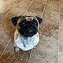 adorable, animal, brown, canine, companion, cute, dog, ears, eyes, face, floor, friendly, fur, indoor, looking_up, pet, pug, small_dog, tile, waiting