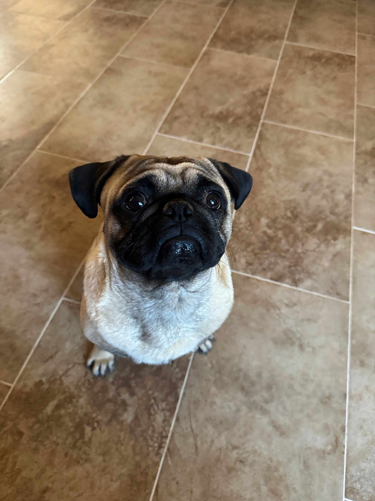 Petey Saavedra joined the competition — help win amazing prizes! adorable, animal, brown, canine, companion, cute, dog, ears, eyes, face, floor, friendly, fur, indoor, looking_up, pet, pug, small_dog, tile, waiting