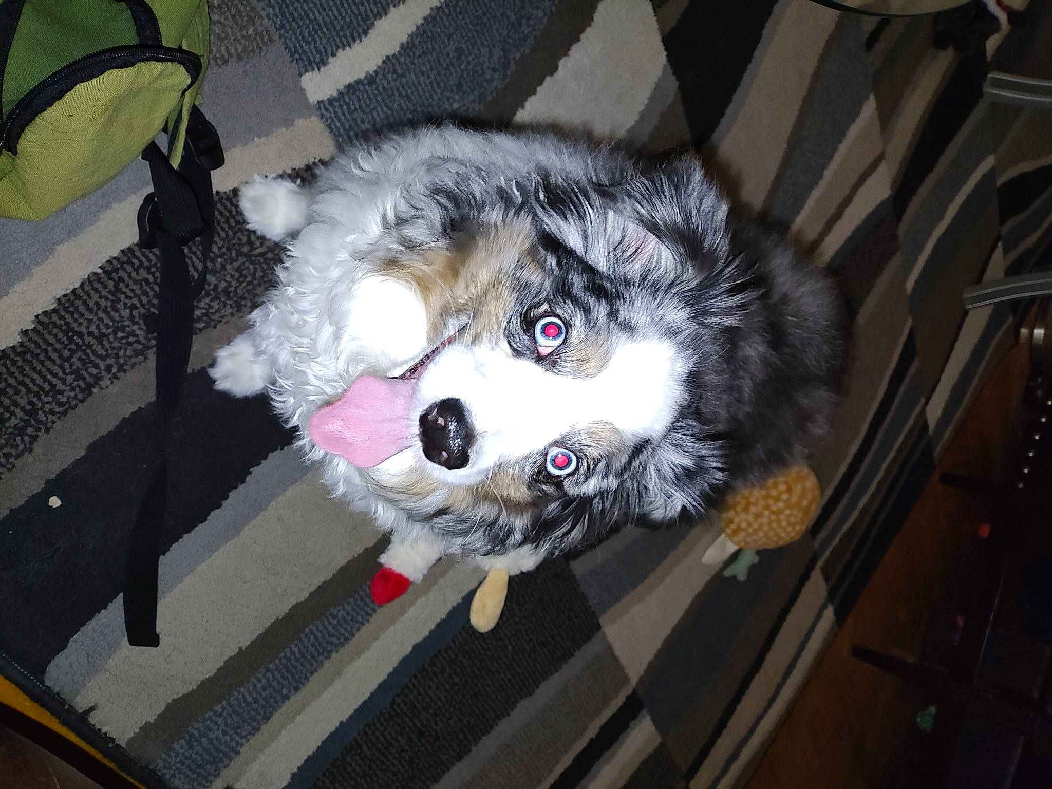 Khalessi is registered to the contest to win money with this photo: canidae, carnivore, companion_dog, dog, dog_breed, dog_crate, dog_supply, fur, luxury_vehicle, non_sporting_group, personal_protective_equipment, snout, sporting_group, toy, toy_dog, whiskers