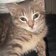 Canelle a rejoint le concours — aidez-le/la à gagner de superbes lots !