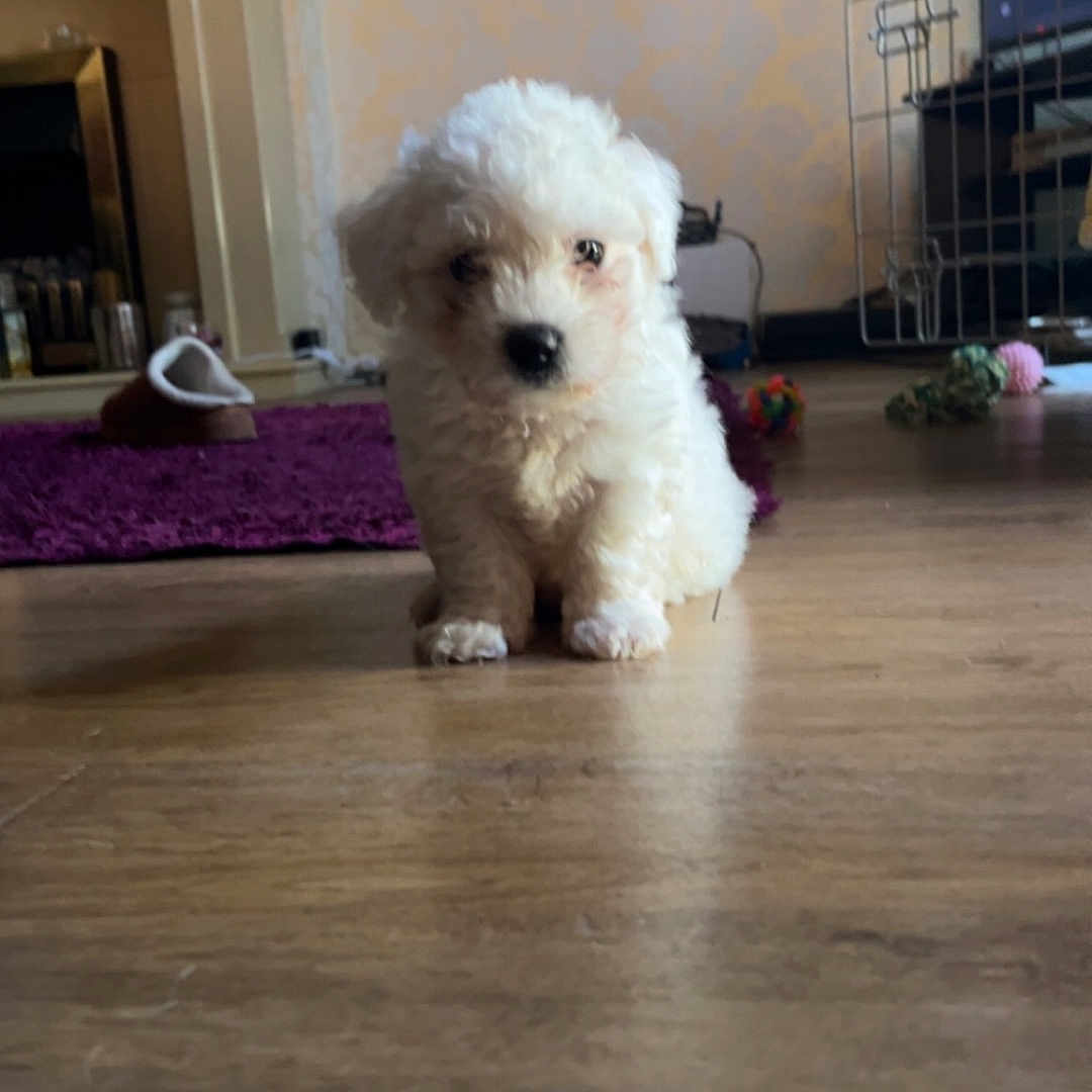 Milo joined the competition — help win amazing prizes! animal, architecture, building, canine, computerhardware, dog, electronics, furniture, hardware, hardwood, indoors, interiordesign, monitor, pet, poodle, puppy, screen, terrier, whitedog, wood