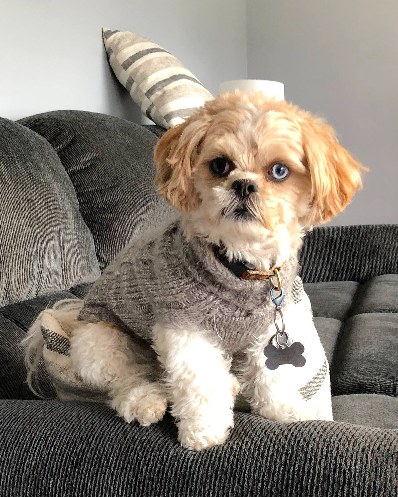 Mila is registered to the contest to win money with this photo: canidae, carnivore, comfort, companion_dog, couch, dog, dog_breed, dog_clothes, dog_collar, dog_supply, fawn, fur, glasses, liver, puppy_love, small_terrier, snout, terrier, toy, toy_dog