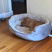 Buddy joined the competition — help win amazing prizes! dog, pet_bed, sleeping, wooden_floor, indoor, cozy, small_dog, brown_dog, fur, resting, animal, home, quiet, peaceful, corner, water_bowl, comfort, relaxation, furniture, wall
