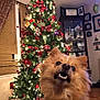 Buddy is registered to the contest to win money with this photo: dog, christmas_tree, holiday, decorations, lights, indoor, furniture, window, curtains, wood_floor, cabinet, ornaments, red, green, festive, pet, cute, fluffy, expression, celebration