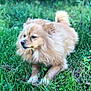 Buddy is registered to the contest to win money with this photo: dog, fluffy, grass, outdoor, pet, animal, nature, lawn, canine, fur, cute, small_dog, relaxed, greenery, mammal, animal_portrait, companion, paw, tail, domestic_animal