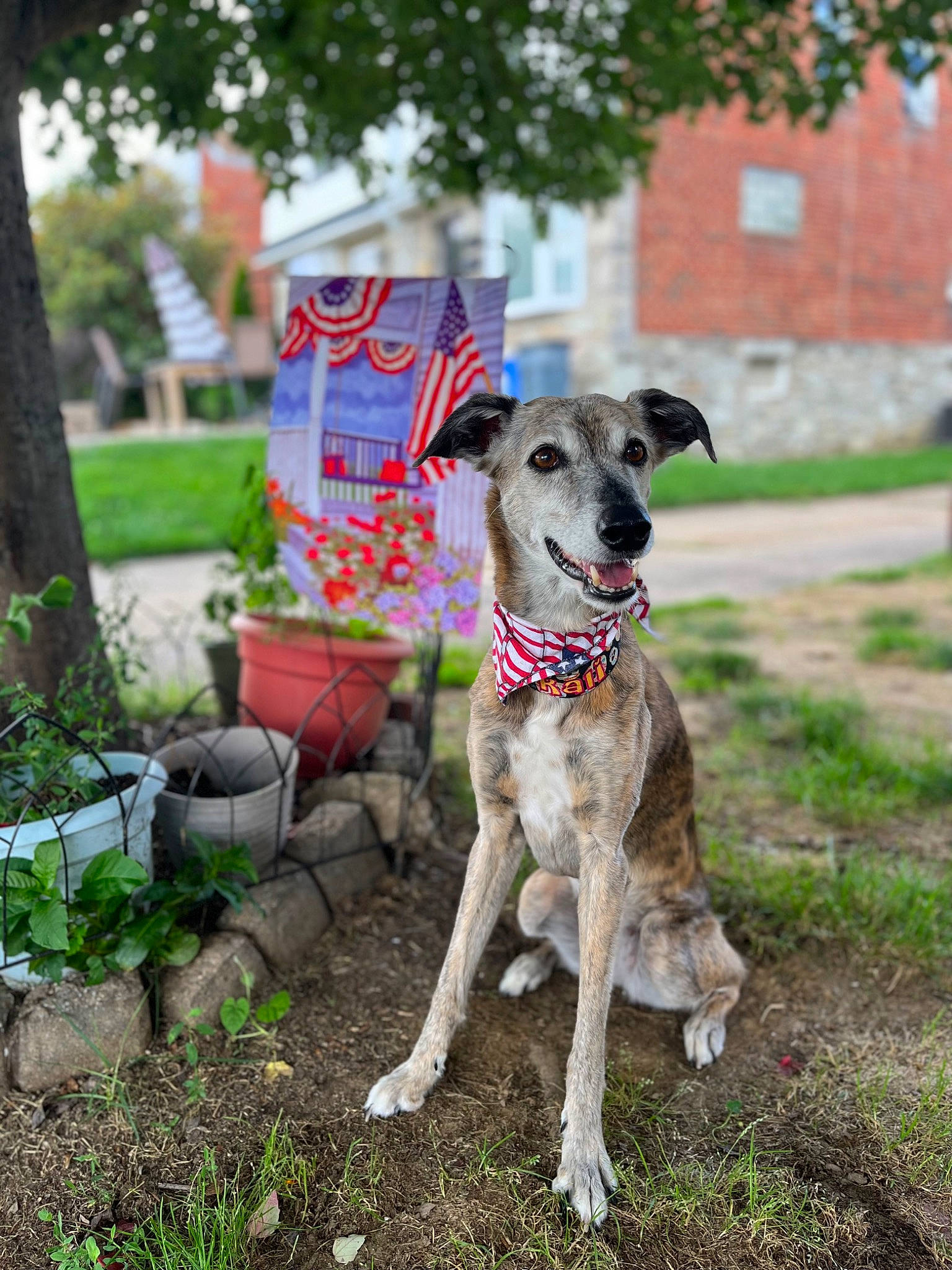 Kali is registered to the contest to win money with this photo: art, carnivore, chair, collar, companion_dog, dog, dog_breed, dog_collar, dog_supply, fawn, grass, pet_supply, plant, rampur_greyhound, sighthound, snout, sporting_group, tail, tree, working_animal
