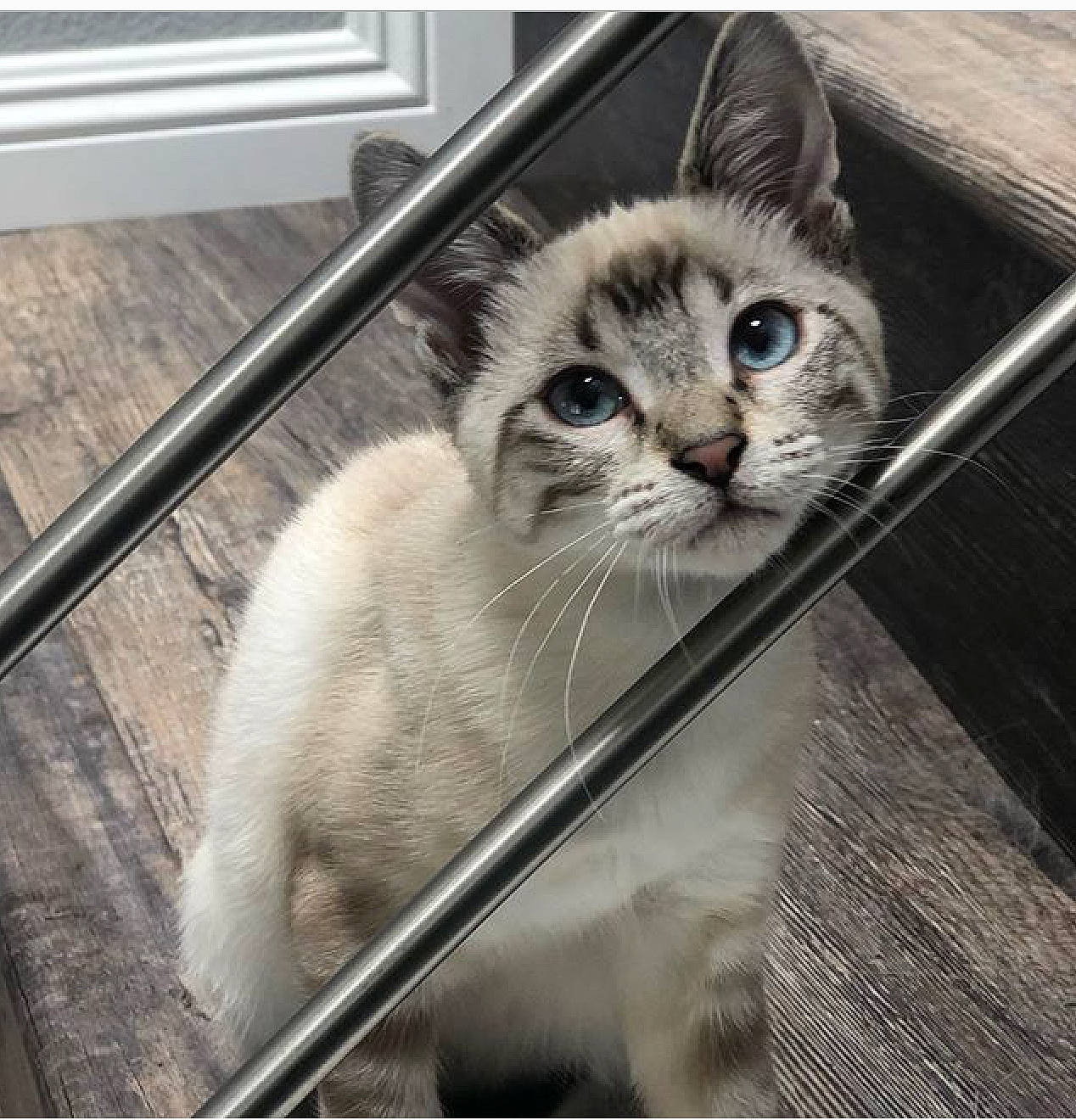 Basil is registered to the contest to win money with this photo: american_curl, asian, british_semi_longhair, carnivore, cat, domestic_short_haired_cat, ear, eye, felidae, fur, iris, kitten, mammal, munchkin, nose, ojos_azules, ragdoll, scottish_fold, small_to_medium_sized_cats, whiskers