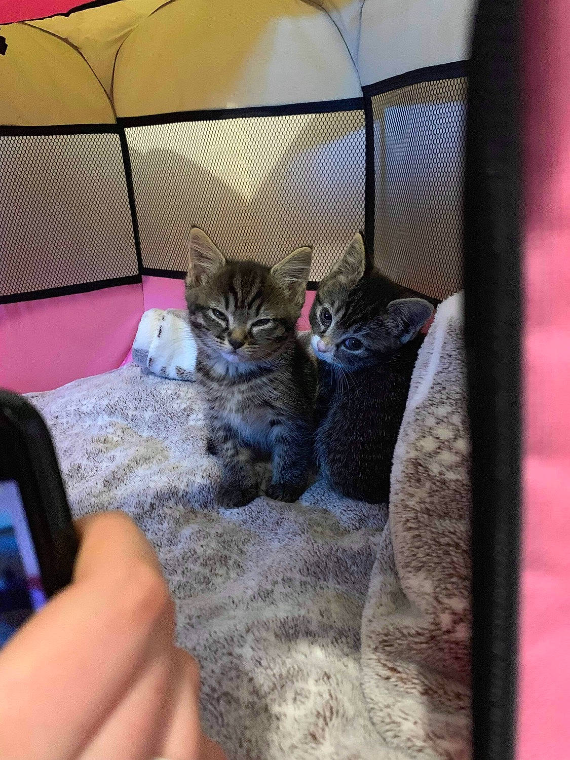 Dora joined the competition — help win amazing prizes! cage, carnivore, cat, cat_supply, communication_device, display_device, domestic_short_haired_cat, felidae, gadget, mesh, mobile_device, mobile_phone, nail, pet_supply, portable_communications_device, small_to_medium_sized_cats, telephone, telephony, vertebrate, whiskers