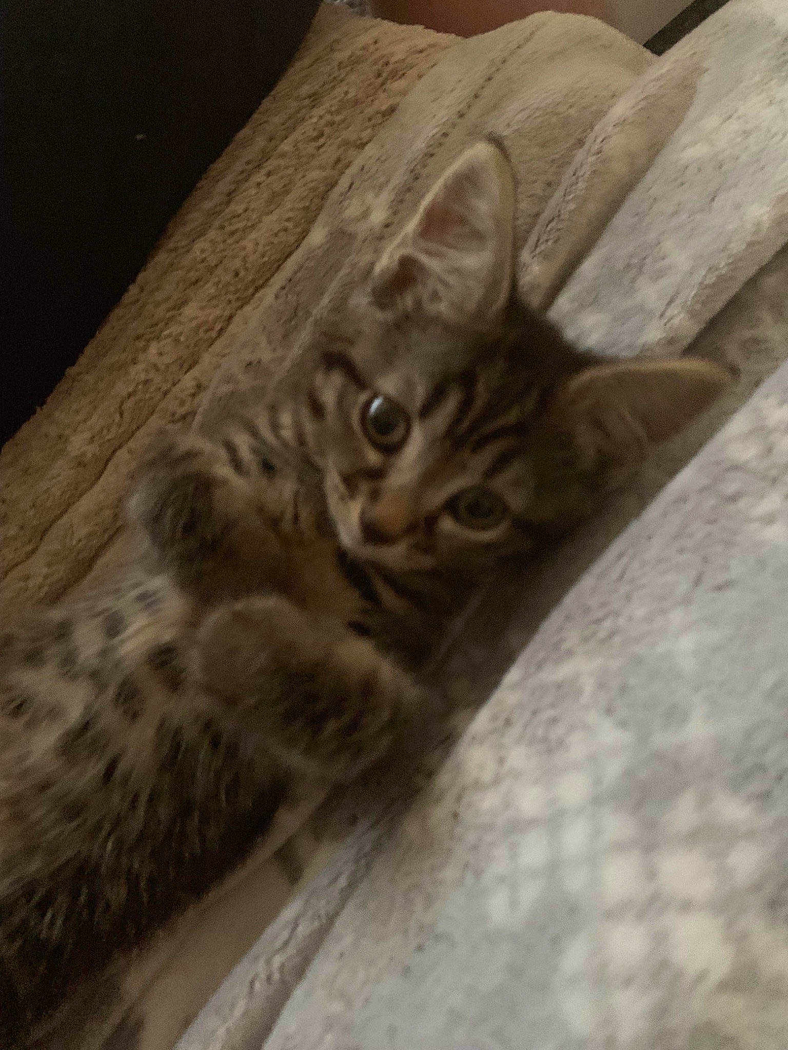 Dora is registered to the contest to win money with this photo: beige, brown, carnivore, cat, domestic_short_haired_cat, fawn, felidae, fur, linens, skin, small_to_medium_sized_cats, snout, tabby_cat, terrestrial_animal, vertebrate, whiskers