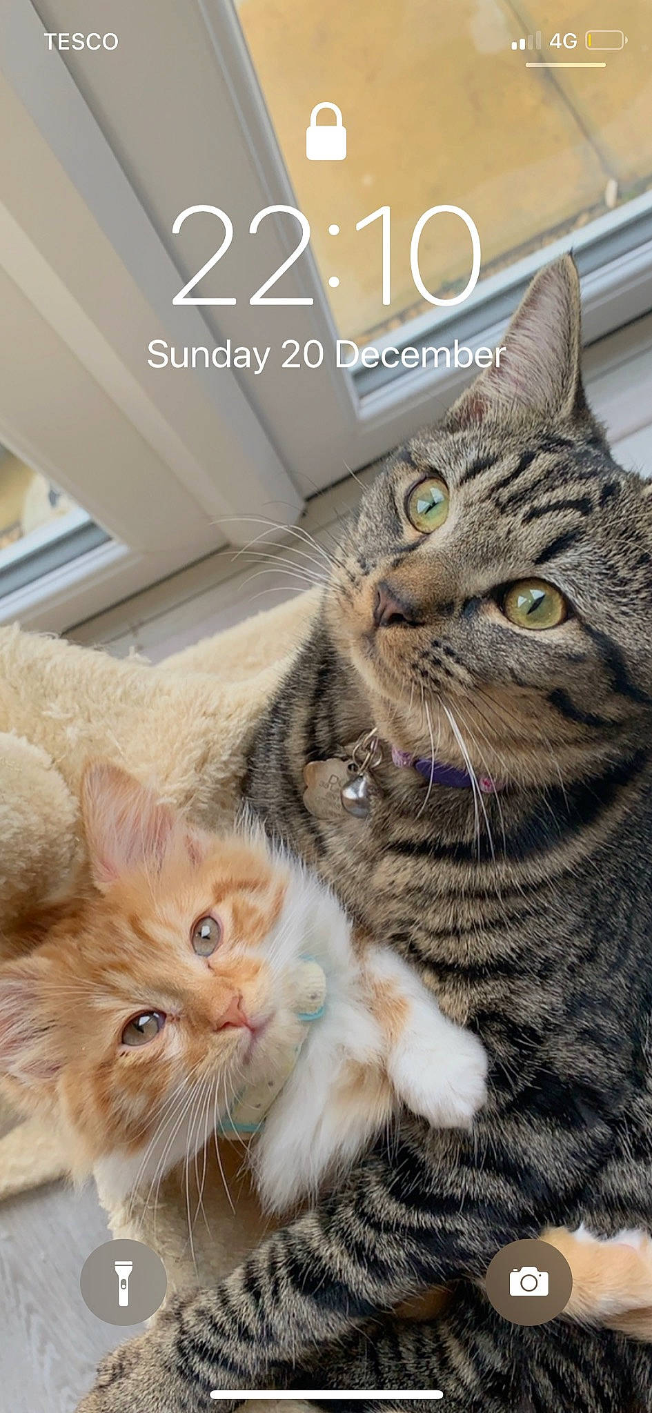 Dora joined the competition — help win amazing prizes! carnivore, cat, collar, domestic_short_haired_cat, fawn, felidae, fur, iris, pet_supply, small_to_medium_sized_cats, snout, tabby_cat, vertebrate, whiskers