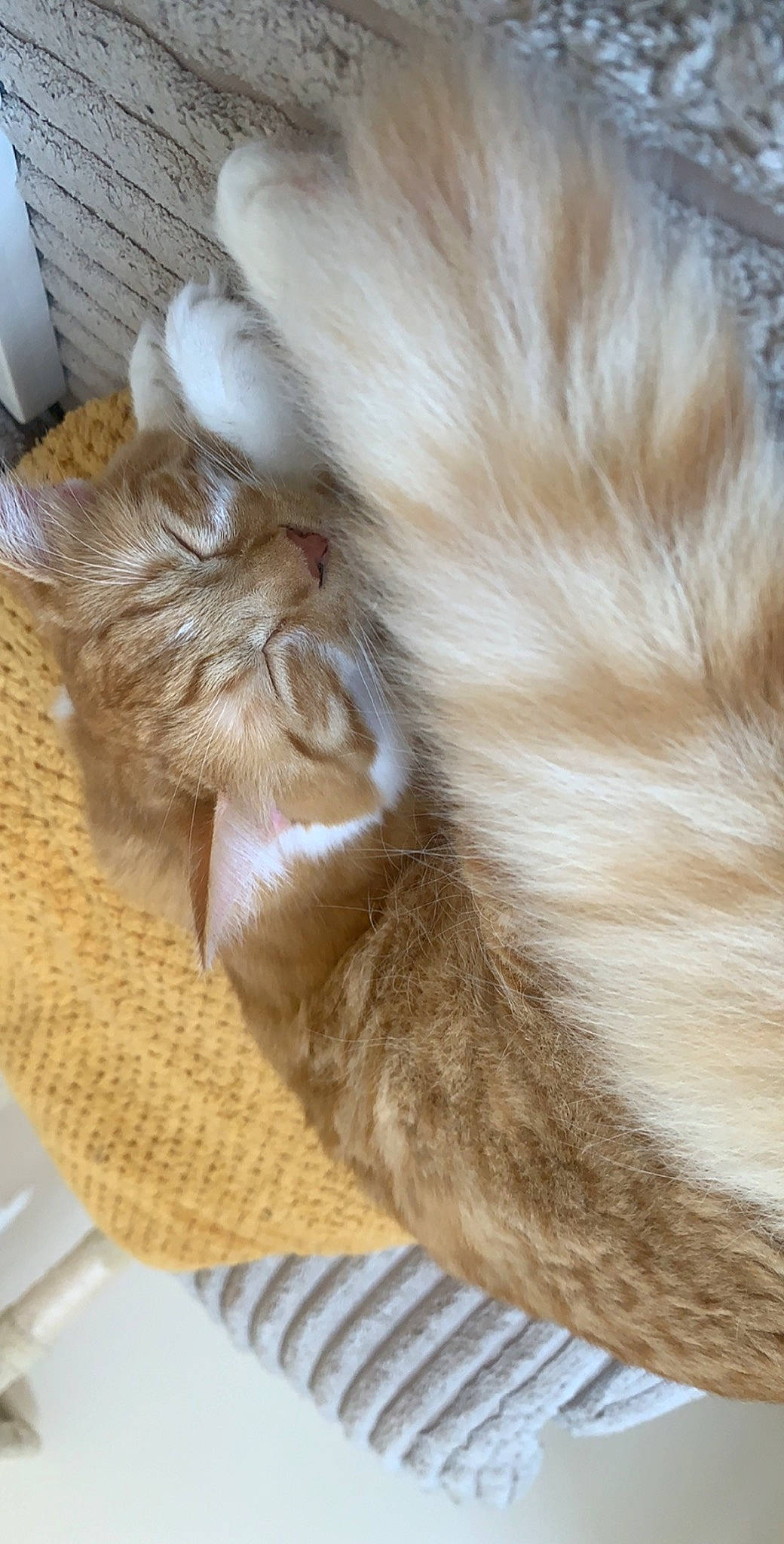 Sonny joined the competition — help win amazing prizes! beige, carnivore, cat, claw, fawn, felidae, fur, kitchen_utensil, nap, natural_material, paw, small_to_medium_sized_cats, whiskers