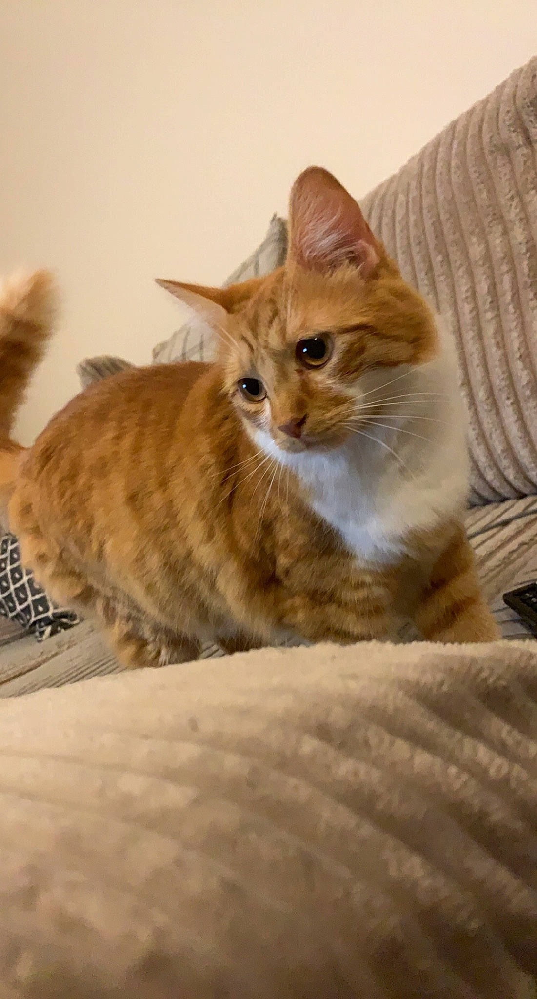 Sonny is registered to the contest to win money with this photo: carnivore, cat, comfort, computer_hardware, computer_keyboard, couch, domestic_short_haired_cat, fawn, felidae, fur, input_device, linens, office_equipment, peripheral, small_to_medium_sized_cats, snout, tail, vertebrate, whiskers