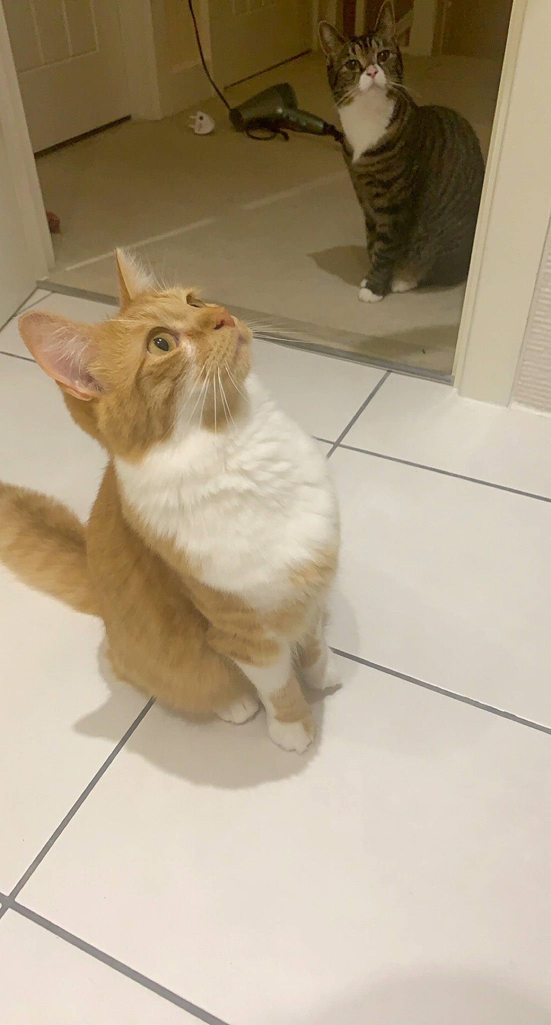 Sonny is registered to the contest to win money with this photo: carnivore, cat, ceramic, domestic_short_haired_cat, fawn, felidae, floor, flooring, fur, mammal, pet_supply, plumbing, plumbing_fixture, small_to_medium_sized_cats, snout, tail, tile, tile_flooring, vertebrate, whiskers