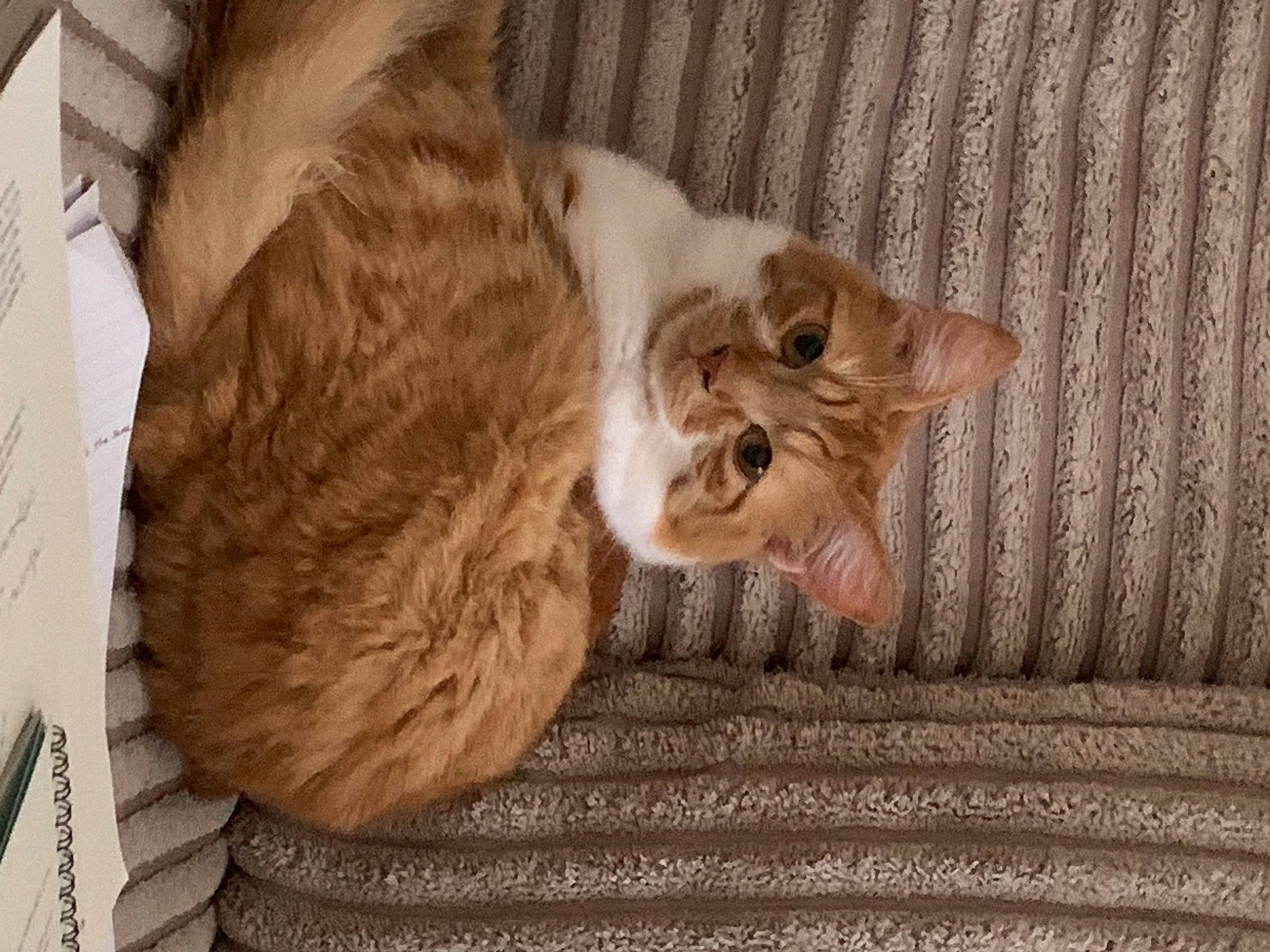 Sonny joined the competition — help win amazing prizes! beige, carnivore, cat, comfort, couch, fawn, felidae, fur, liver, small_to_medium_sized_cats, tail, whiskers