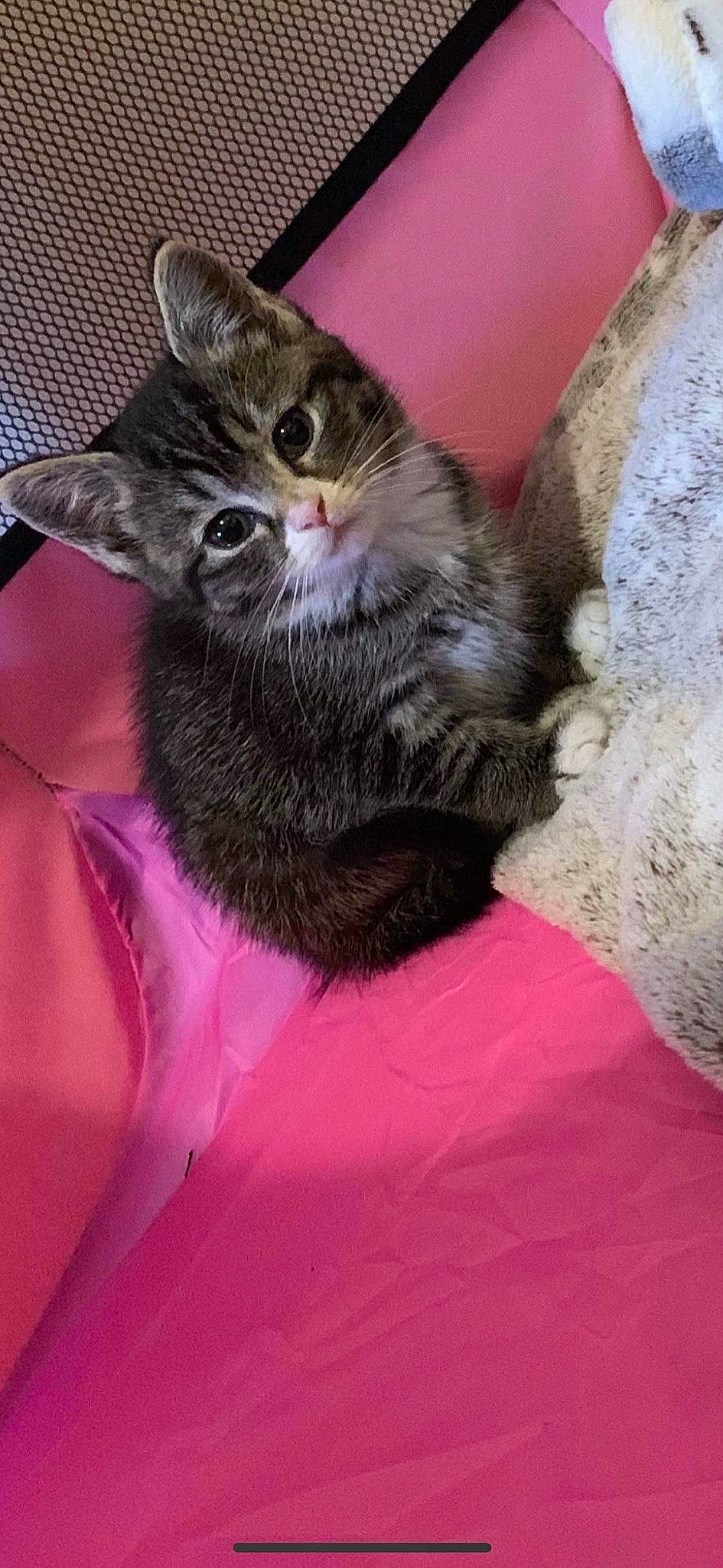 Lily joined the competition — help win amazing prizes! carnivore, cat, cat_supply, domestic_short_haired_cat, felidae, fur, kitten, magenta, pet_supply, pink, small_to_medium_sized_cats, snout, vertebrate, whiskers