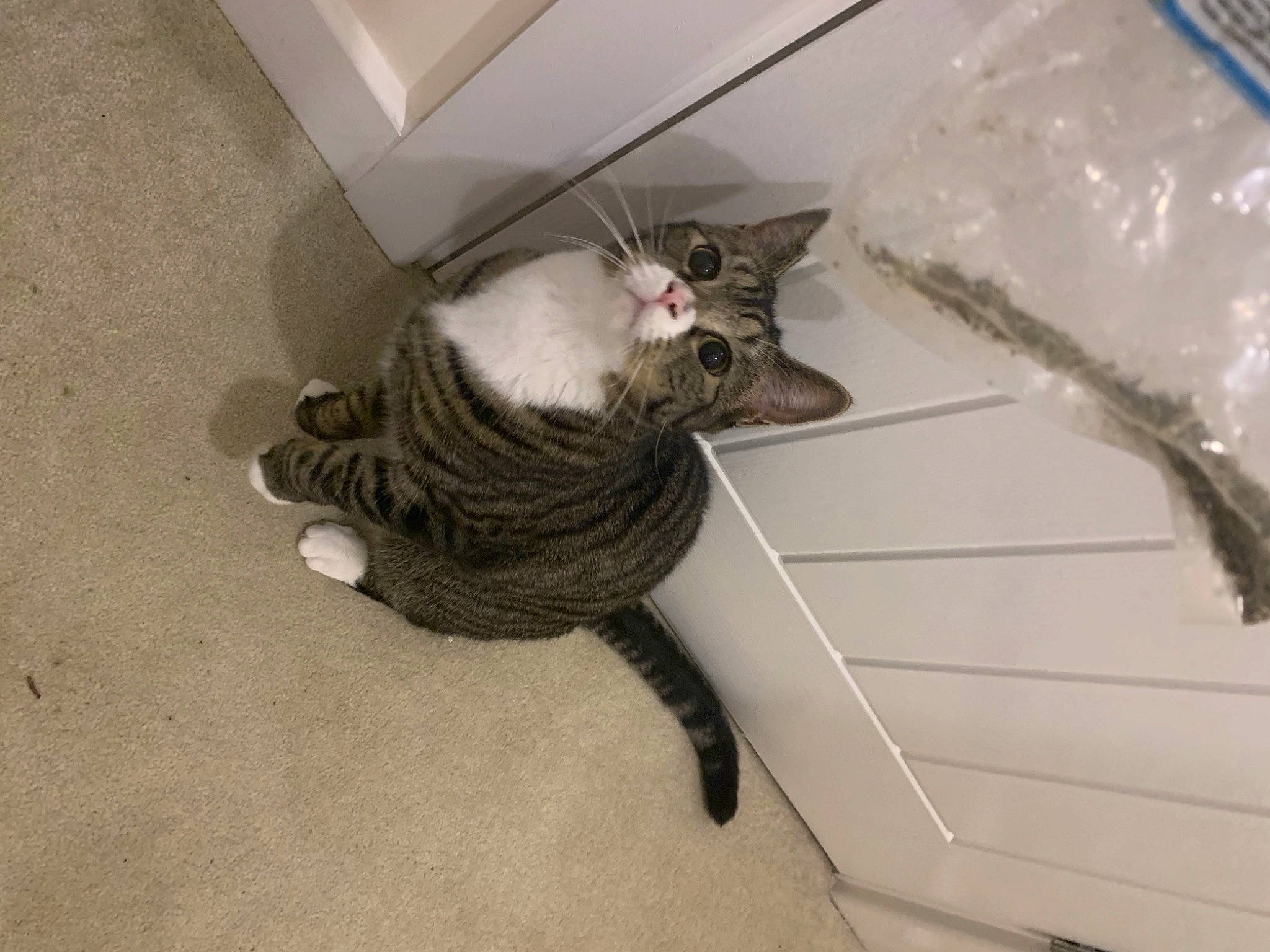 Lily is registered to the contest to win money with this photo: box, carnivore, cat, domestic_short_haired_cat, european_shorthair, felidae, floor, flooring, fur, grey, packing_materials, pet_supply, small_to_medium_sized_cats, snout, tabby_cat, tail, tile, vertebrate, whiskers