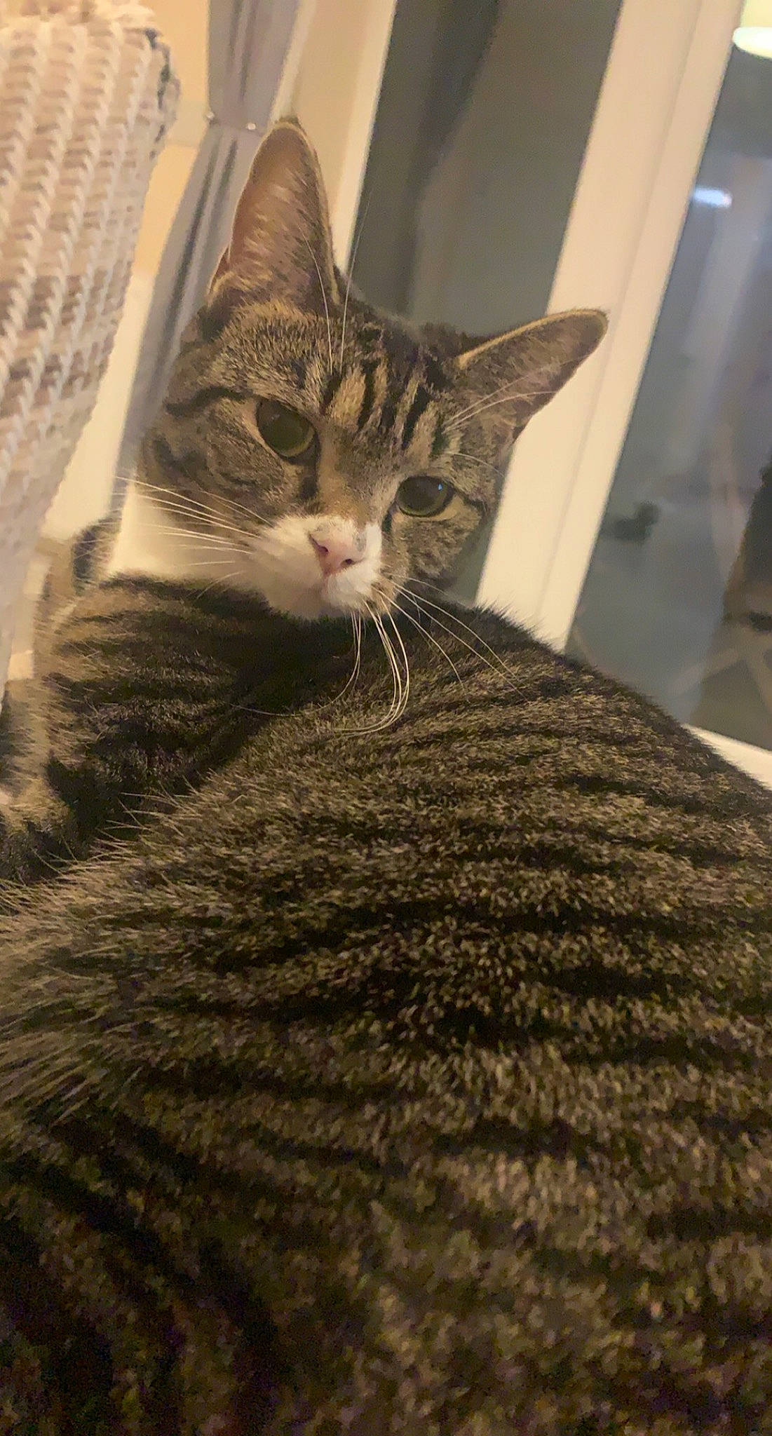 Lily joined the competition — help win amazing prizes! carnivore, cat, domestic_short_haired_cat, felidae, fur, knitting, small_to_medium_sized_cats, snout, tabby_cat, thread, vertebrate, whiskers, woolen, woven_fabric